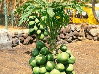 Papayas auf El Hierro